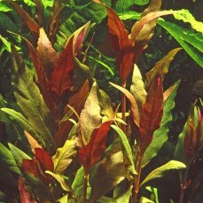 Alternanthera reineckii "Pink", Lilafarbenes Papageienblatt