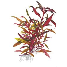 Alternanthera reineckii "Pink", Lilafarbenes Papageienblatt