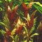 Alternanthera reineckii "Pink", Lilafarbenes Papageienblatt
