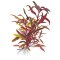 Alternanthera reineckii "Pink", Lilafarbenes Papageienblatt