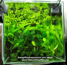 Pflanzenset für Kampffische Layout 30 von Tropica, Aquaristikanfänger
