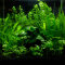 Pflanzenset für Kampffische Layout 30 von Tropica, Aquaristikanfänger