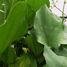 Echinodorus grandiflorus, Großblättrige...