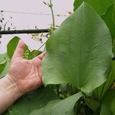 Echinodorus grandiflorus, Großblättrige Schwertpflanze