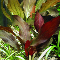 Echinodorus x Regine Hildebrandt