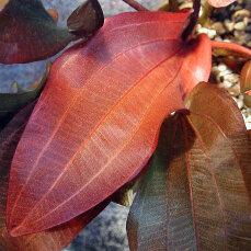 Echinodorus x Regine Hildebrandt