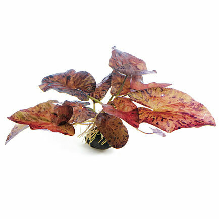 Roter Tigerlotus - Nymphaea lotus Rot Knolle Dennerle