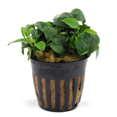 Kleinstes Zwergspeerblatt - Anubias barteri var. nana Bonsai‘ getopft
