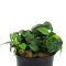 Kleinstes Zwergspeerblatt - Anubias barteri var. nana Bonsai‘ getopft