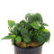 Kleinstes Zwergspeerblatt - Anubias barteri var. nana Bonsai‘ getopft