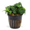 Kleinstes Zwergspeerblatt - Anubias barteri var. nana Bonsai‘ getopft