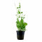 Cardamine lyrata 024 Topf