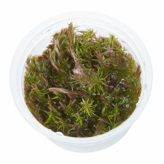 Rotala wallichii Feinblättrige Rotala, Wallichs Rotala InVitro