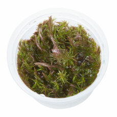 Rotala wallichii - Feinblättrige Rotala, Wallichs Rotala InVitro