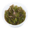 Rotala wallichii - Feinblättrige Rotala, Wallichs Rotala InVitro