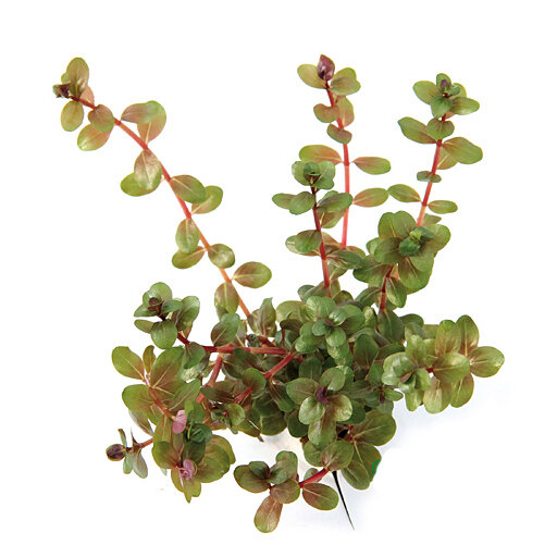 Rundblättrige Rotala - Rotala rotundifolia getopft