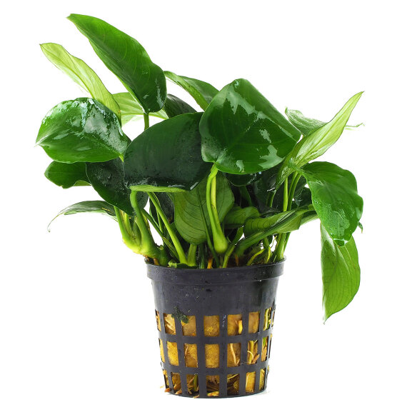 Anubias barteri var. nana Large - Zwergspeerblatt mehrtriebige Exemplare