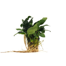 Anubias barteri var. nana Large - Zwergspeerblatt mehrtriebige Exemplare