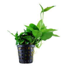 Anubias barteri var. nana Large - Zwergspeerblatt mehrtriebige Exemplare