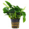Anubias barteri var. nana Large - Zwergspeerblatt mehrtriebige Exemplare