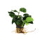Anubias barteri var. nana Large - Zwergspeerblatt mehrtriebige Exemplare
