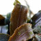 Bucephalandra Kedagang Tropica