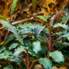 Bucephalandra sp. "Kedagang"