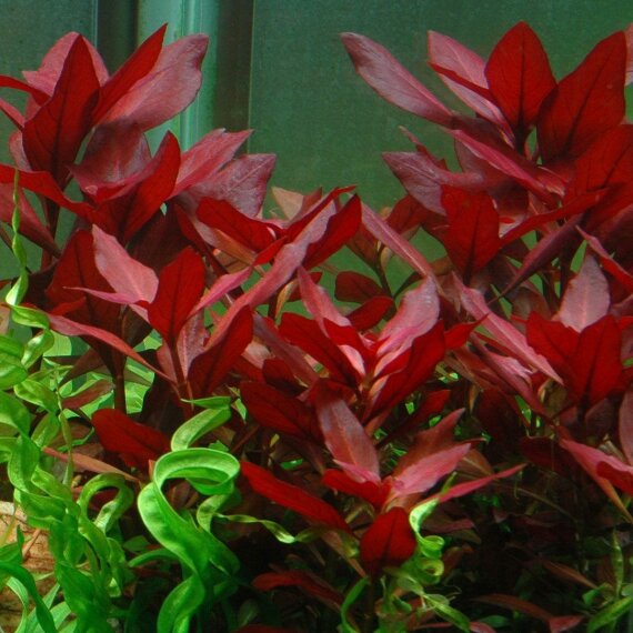 Ludwigia repens Rubin 033D Topf