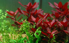 Ludwigia repens Rubin 033D Topf