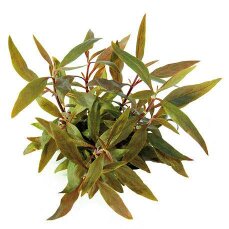 Mini-Papageienblatt Alternanthera reineckii Mini im Topf