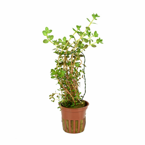 https://www.aquarienpflanzen-shop.de/media/image/product/55/md/rotala-rotundifolia-033-topf.jpg