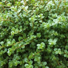 Rotala rotundifolia 033 Topf