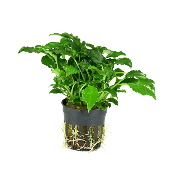 Schismatoglottis prietoi, kleine Vordergrundpflanze