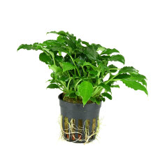 Schismatoglottis prietoi, kleine Vordergrundpflanze