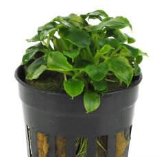 Schismatoglottis prietoi, kleine Vordergrundpflanze