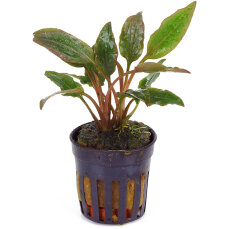 Cryptocoryne wendtii "red", kleine Aquarienpflanze