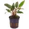 Cryptocoryne wendtii "red", kleine Aquarienpflanze