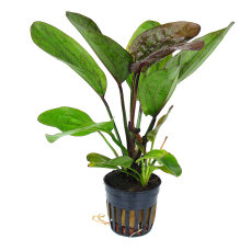 Echinodorus Fancy Twist Schwertpflanze