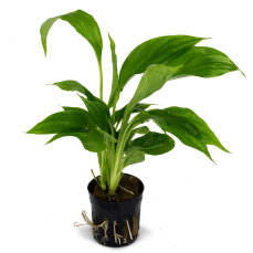 Spathyphyllum green