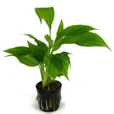 Spathyphyllum green