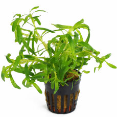 Heteranthera zosterifolia - Seegrasblättriges...