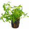 Heteranthera zosterifolia - Seegrasblättriges Trugkölbchen