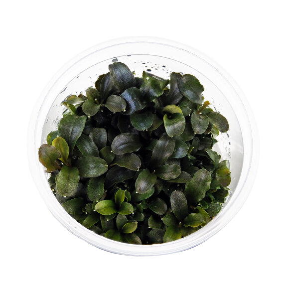 Bucephalandra sp. Red - InVitro