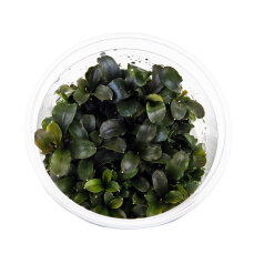Bucephalandra sp. Red - InVitro