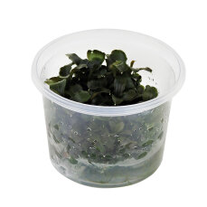 Bucephalandra sp. Red - InVitro