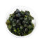 Bucephalandra sp. Red - InVitro