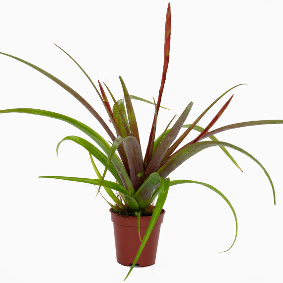 Tillandsia für Paludarium und Blumenfenster verschiedene Sorten
