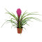 Tillandsia für Paludarium und Blumenfenster verschiedene Sorten