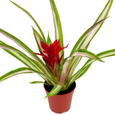 Guzmania für Pflanzvitrinen und Terrarien...