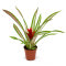 Guzmania für Pflanzvitrinen und Terrarien verschiedene Sorten